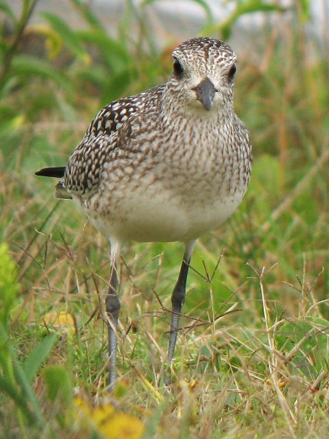 Black-bellied Plover